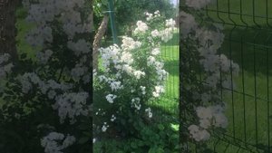 Мускусная Роза Guirlande d'amour ( Гирлянд амур)
