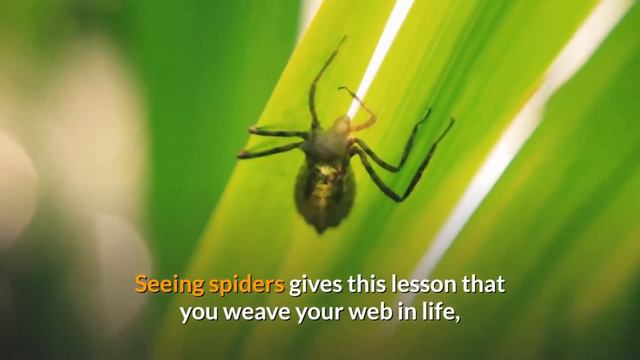🕸🕸Why Are You Seeing SPIDERS?  🕷🕷 The Spiritual Meaning Of Spiders