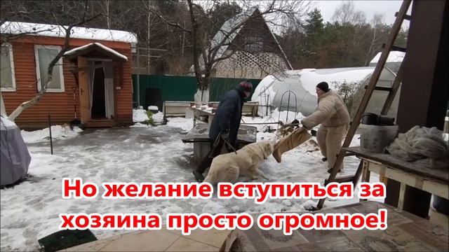 Маремма защита и охрана хозяина (Маремма-абруццкая овчарка) смотреть онлайн