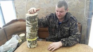 Выращивание грибов вешанки и шиитаке на пнях.