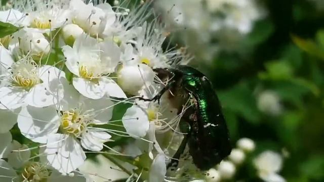 Жуки.  Пластинчатоусые жуки. Бронзовка золотистая  (Cetonia aurata) - 1