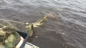 Рыбалка на Иртыше 2015