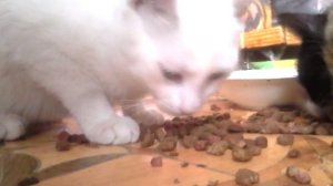 Кот экскаватор