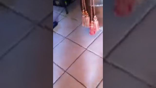 I'Shwarma du domaine de Cateline 2 kg 500 le 29 octobre 2013 смотреть онлайн