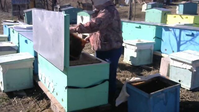 Пересадка пчёл после перевозки в ульи лежаки Владимирские смотреть онлайн