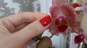 Как отличить бабочку орхидею от обычной