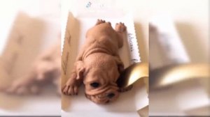 Реакция Животных На Торт ?