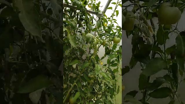 Помидоры сорта Хурма - показываю, какие у меня плоды, урожайность. Выращивать или нет - решайте сам смотреть онлайн
