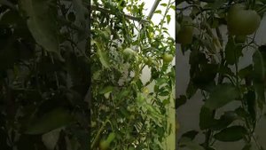 Помидоры сорта Хурма - показываю, какие у меня плоды, урожайность. Выращивать или нет - решайте сам