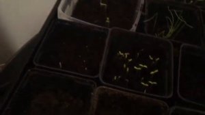 Seed Starting 101: What to Sow in Your Propagator for a Thriving Vegetable Garden