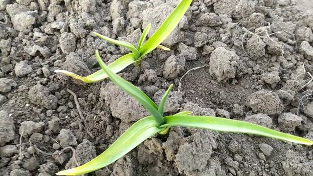 Пожелтел чеснок и опустил листья, чем "лечить"? Обзор сортов. смотреть онлайн