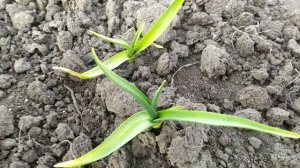 Пожелтел чеснок и опустил листья, чем "лечить"? Обзор сортов.