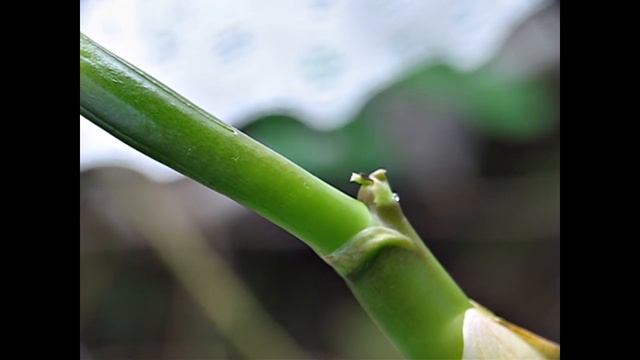 Cattleya: New Flower Spike смотреть онлайн