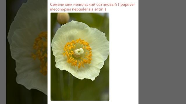 Мак  непальский сатиновый ( papaver meconopsis nepaulensis satin )