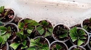 Новогвинейский бальзамин