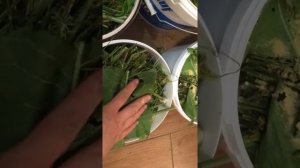Огурцы квашенные в ведре на зиму