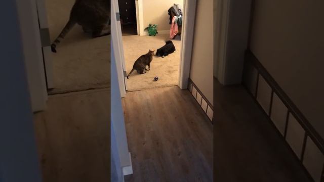 Alfie and bob смотреть онлайн