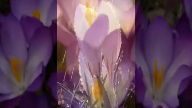 Шафран (лат. Crоcus). Цветок Шафран для поздравлений
