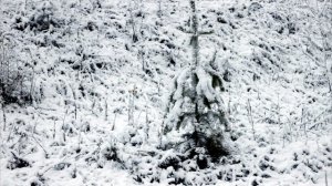 Первый снег