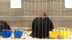 Карликовый кохинхин