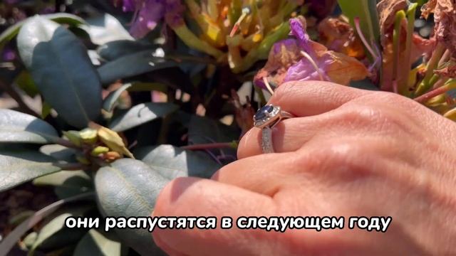 Обрезка рододендрона после цветения