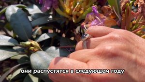 Обрезка рододендрона после цветения