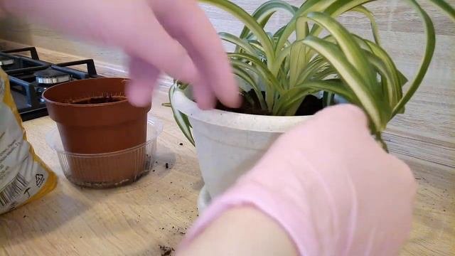Хлорофитум / Пришло время для пересадки)))