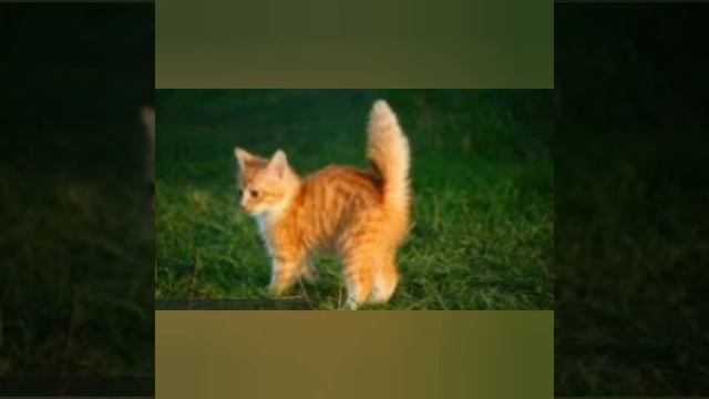 Терапевтическая сказка "Храбрый Рыжик"? смотреть онлайн