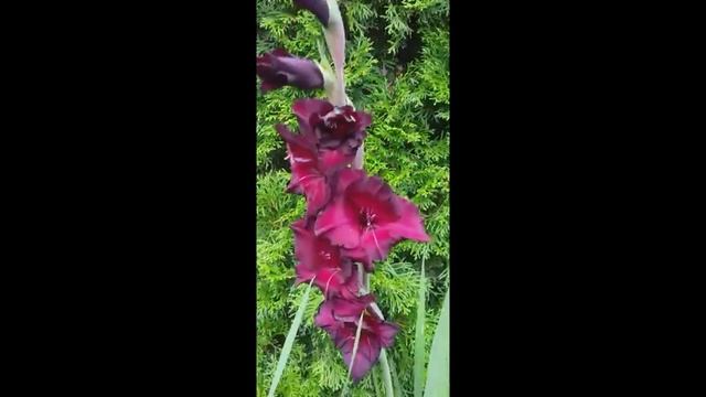 Высаживаю гладиолусы в кашпо смотреть онлайн