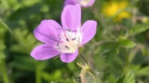Герань Луговая: свойства и выращивание