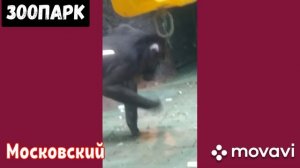 Московский зоопарк: пингвины, слоны, панды и много кто ещё.