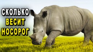 Сколько весит носорог. Самый большой носорог. Самый большой носорог в мире.