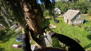 Echo 2511 лучшая бензопила для пиления ёлки