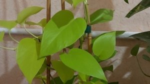 Сциндапсус (эпипремнум): уход и размножение