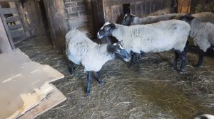 Окот ТРИ РАЗА В ГОД! Романовские овцы!