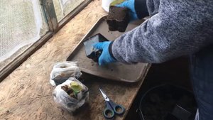 Покупка саженцев по почте . // Русский огород