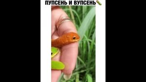 ПРИКОЛ - пупсень и вупсень