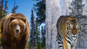 Медведь Гризли 《против 》Амурский Тигр ??