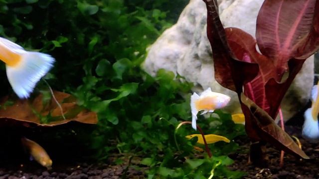 Гуппи Платина Альбинос / Guppy Full Platinum Albino смотреть онлайн