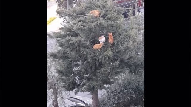 ПОПРОБУЙ НЕ ЗАСМЕЯТЬСЯ - милые котейки смотреть онлайн