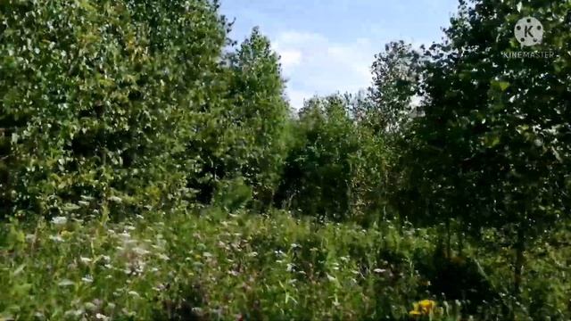 Заготовка березы на веники смотреть онлайн