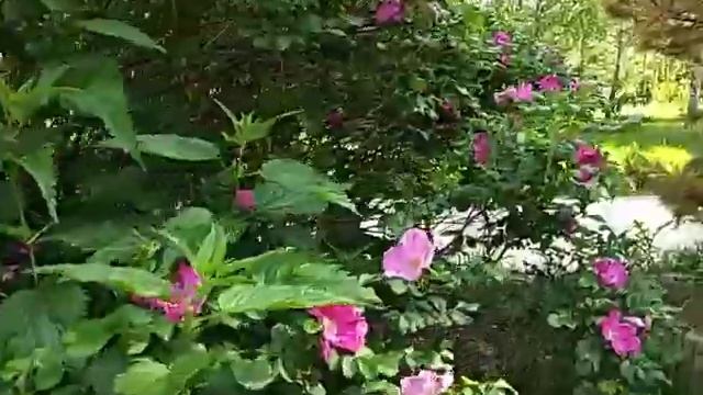 Кусты Шиповника в цвету
