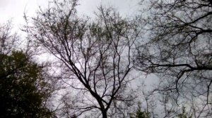 Соловей-свистун
