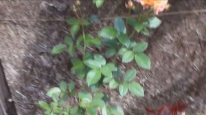 Кроты, мыши, водяные крысы?и землеройки в розах. 4 способа и итоги борьбы. Фрагмент котячей охоты?