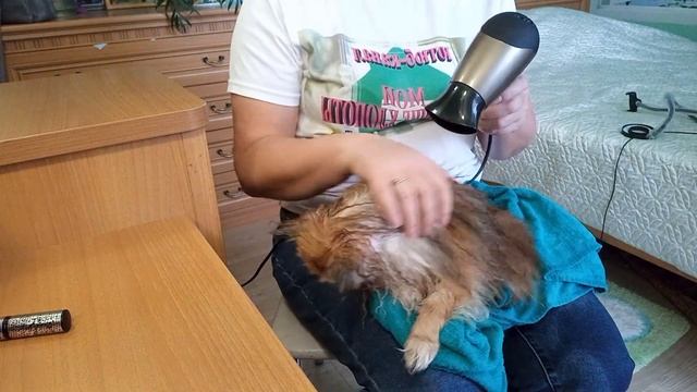 Как помыть шпица смотреть онлайн