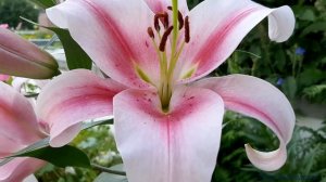 Лилии цветут в сентябре