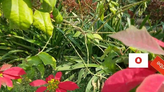 How to Grow and Care Poinsettia Plant | Christmas Plant | Euphorbia Pulcherrima Flowers смотреть онлайн