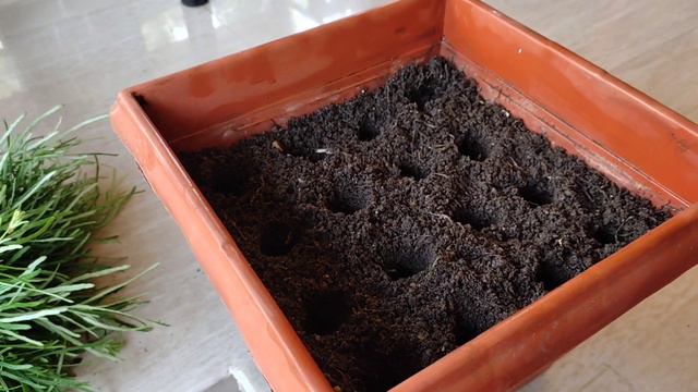 How to propagate star grass/border grass|gardening malayalam