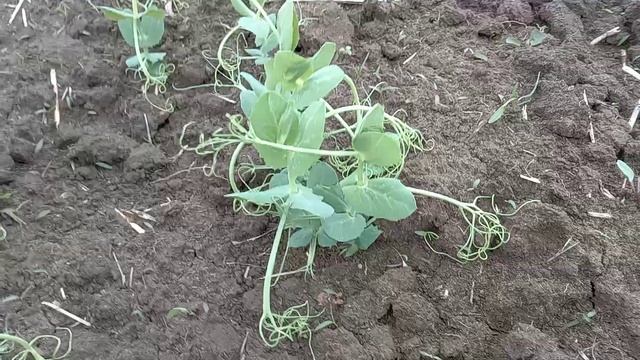 Последействия Агритокса на горохе. смотреть онлайн