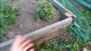 Сетка от птиц для ягод